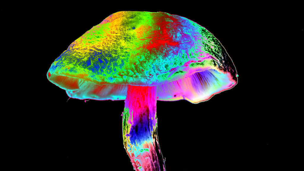 Washingtonban dekriminalizálták a pszichedelikus gombákat