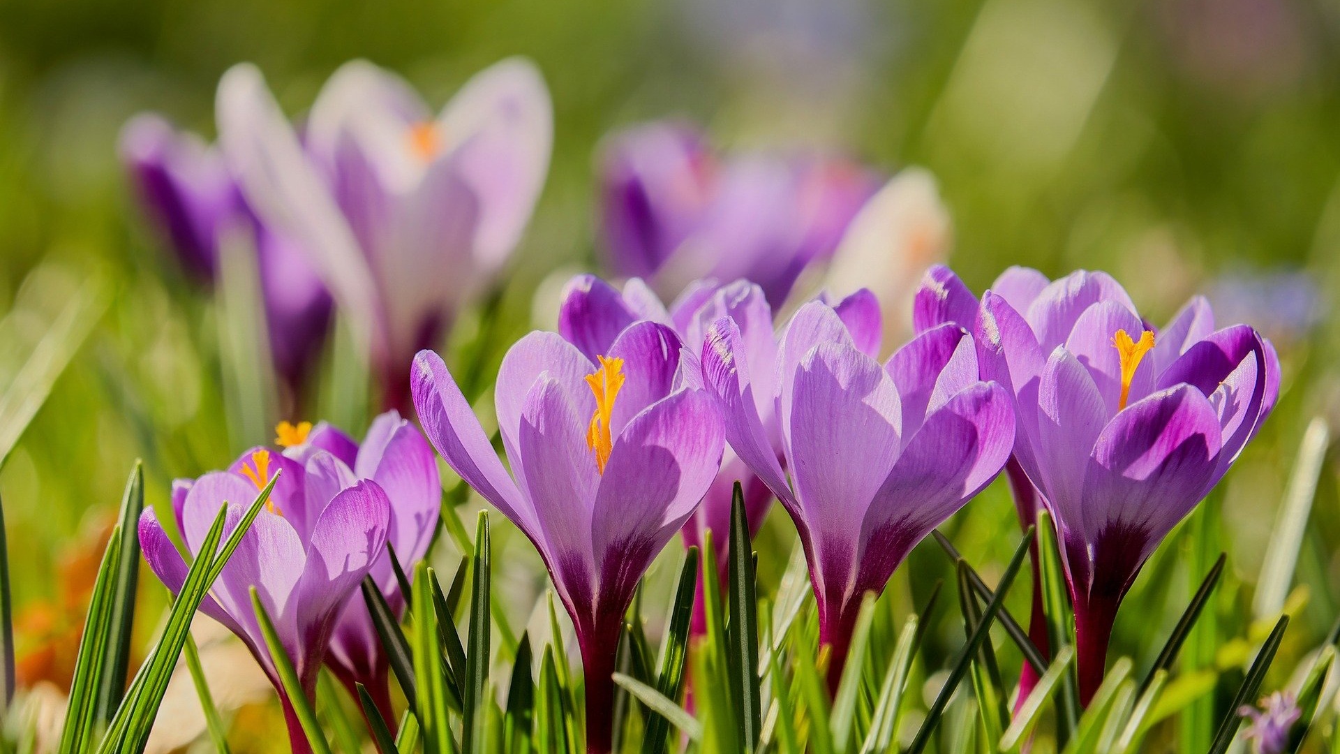 Krókuszok tavasszal