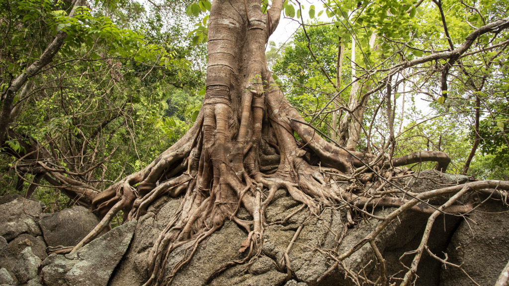 Kivágás helyett emlékművé alakították a megsérült fát