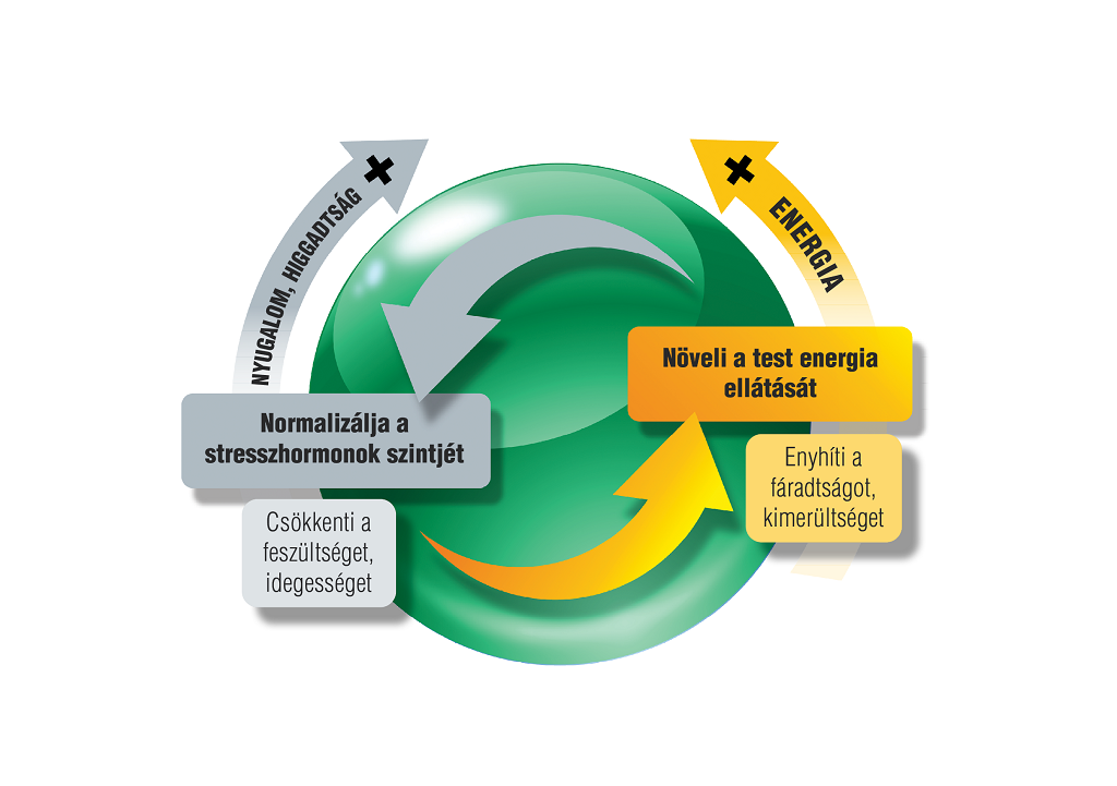 Kezeld a stresszt, és szállj szembe a vírusokkal! (x)
