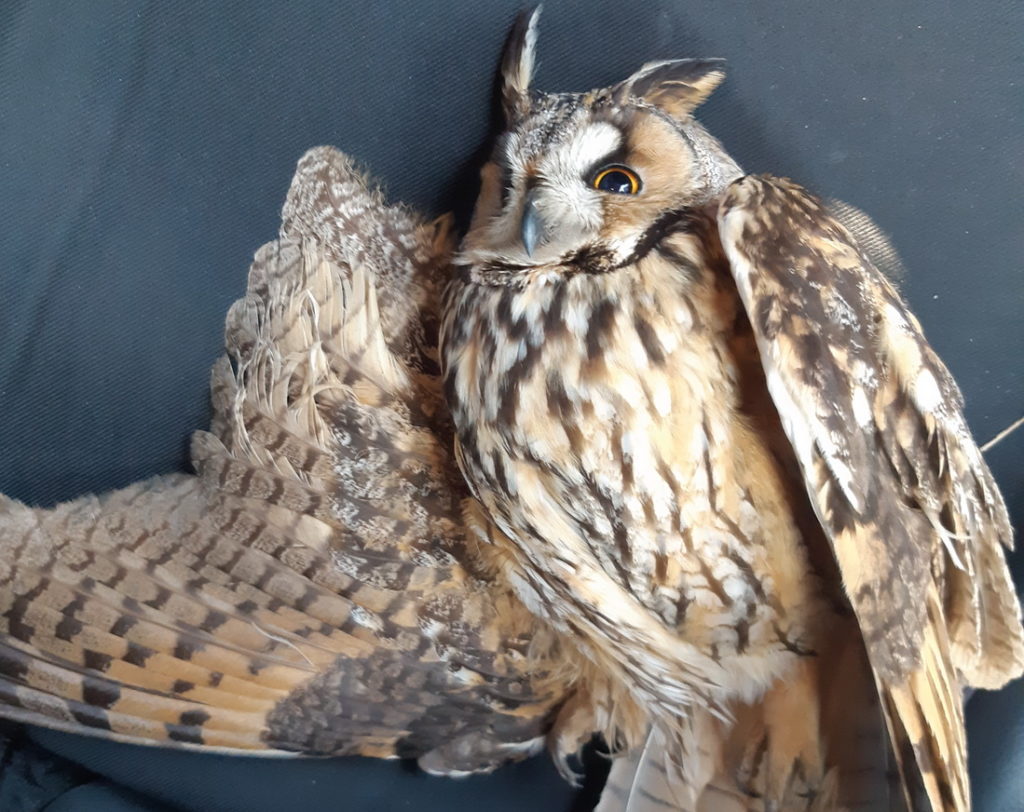 Törött szárnyű baglyot mentettek a rendőrök.