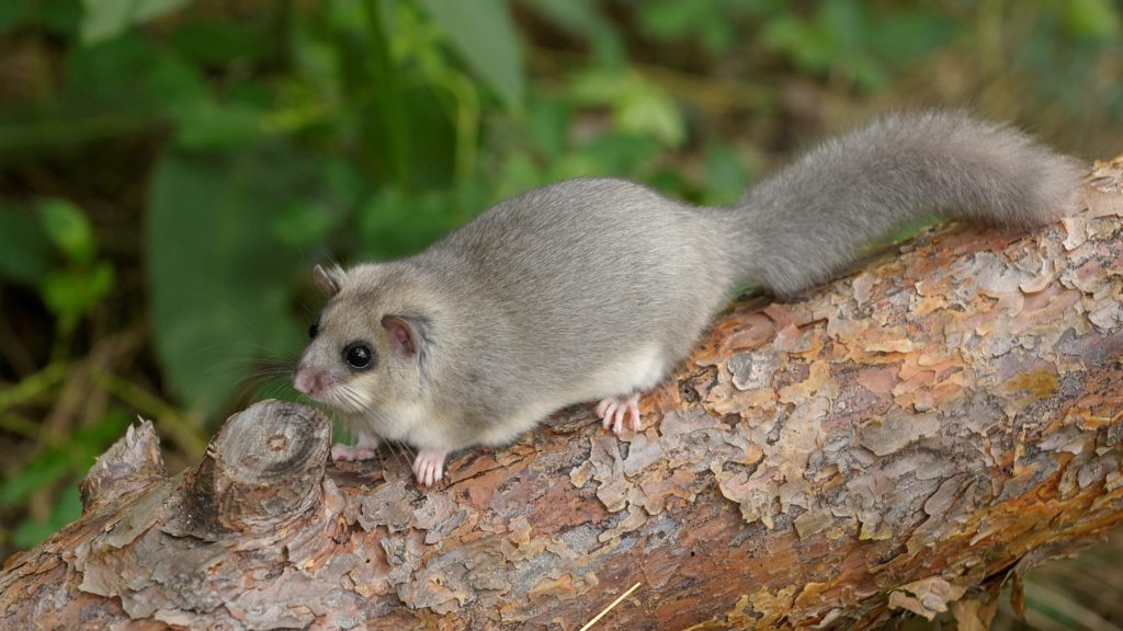 Nagy pele (Myoxus glis)