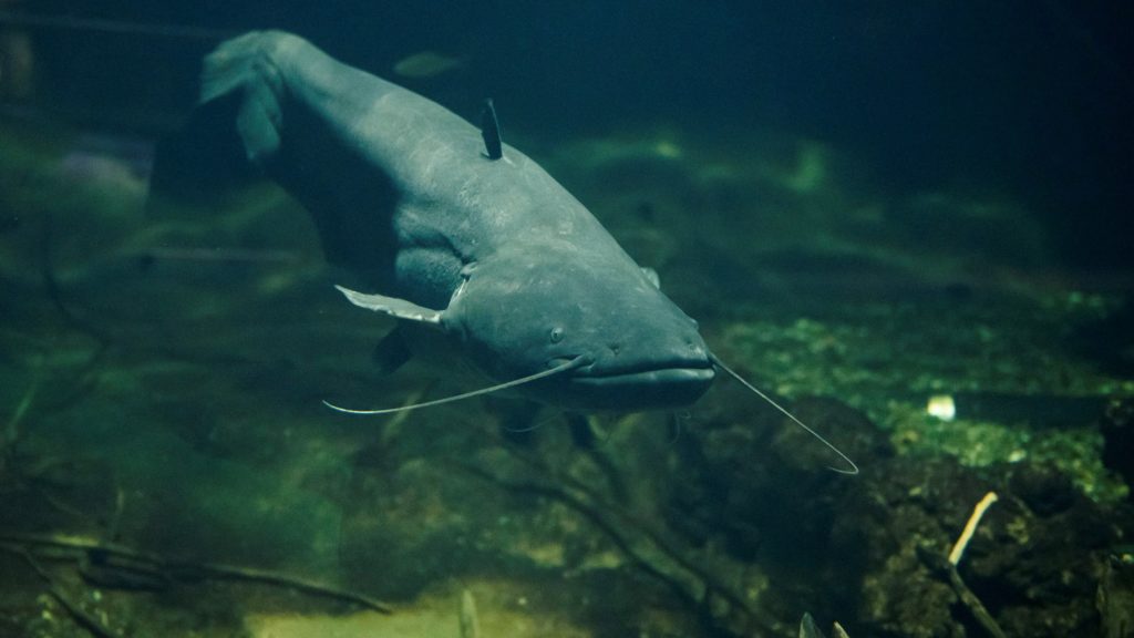 Harcsa (Silurus glanis) a Tisza-tavi ökocentrum akváriumában .