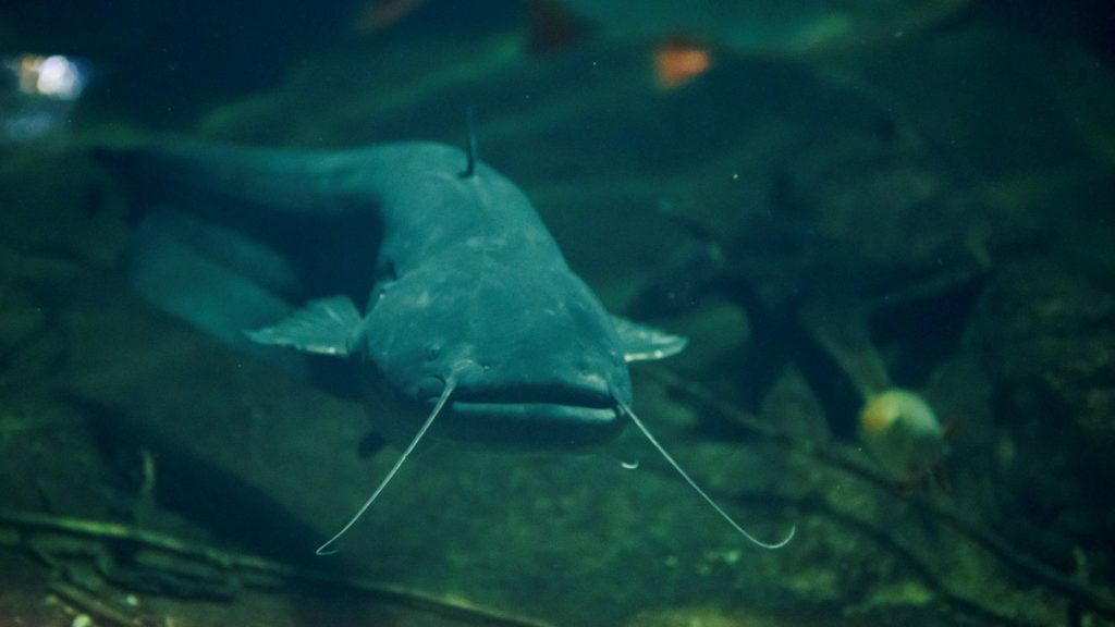 Harcsa - Silurus glanis