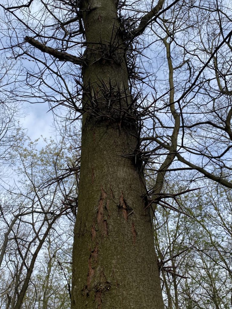 Krisztusfa, tövises lepényfa Újpesten