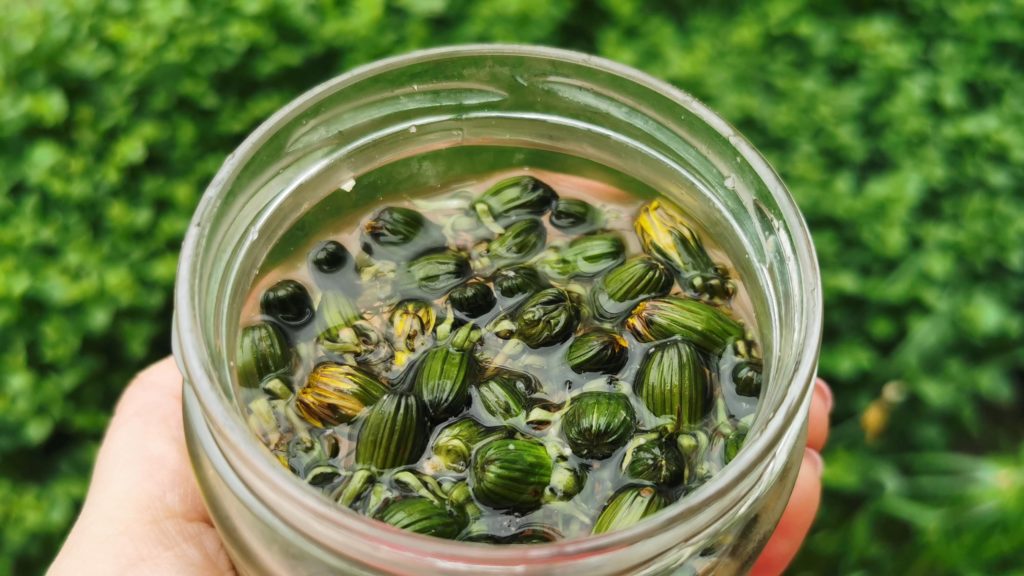 Savanyúság pitypangbimbóból