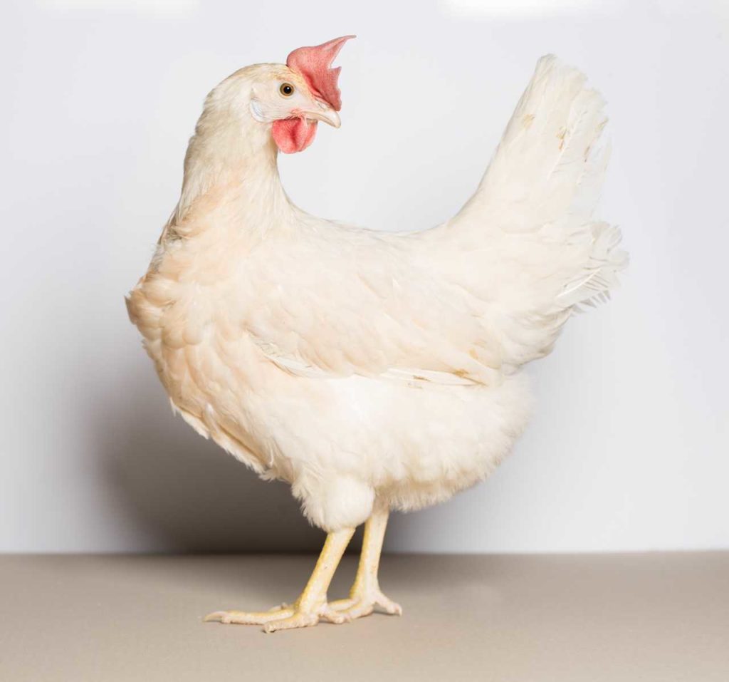 A hazai nemesítésű TETRA Tint tojóhibrid