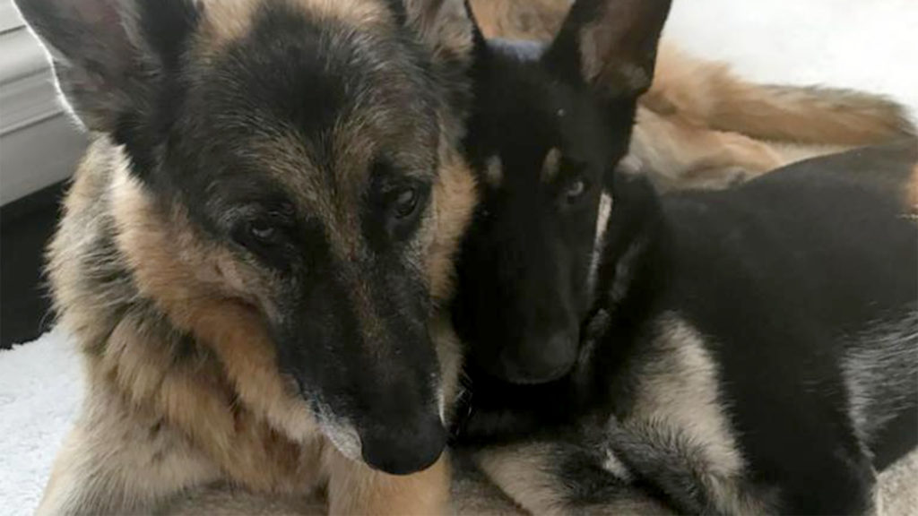 Ismert kutyatrénerek mondtak véleményt Joe Biden harapós kutyájáról