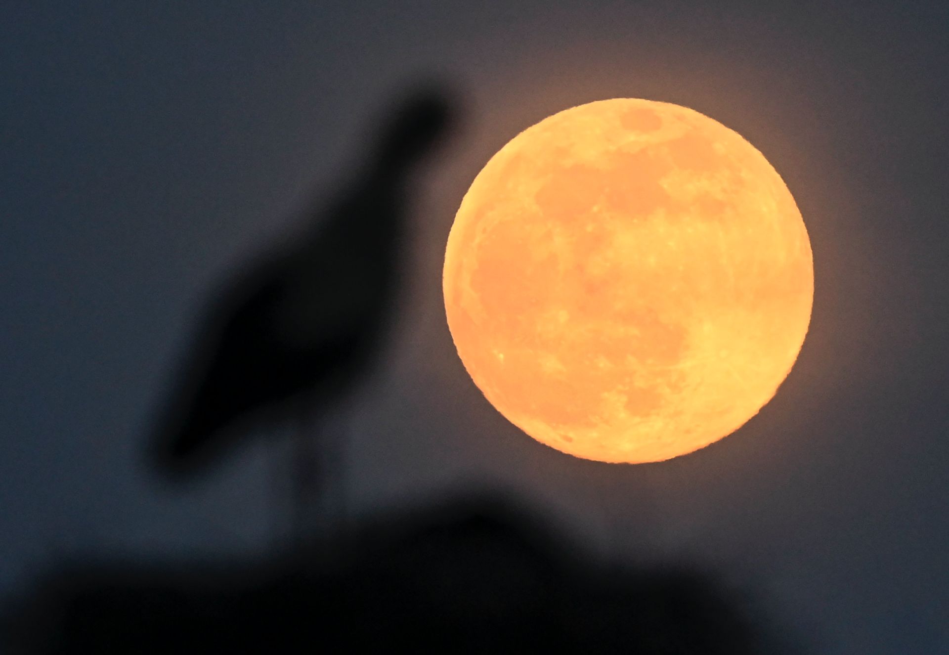 Rózsaszín szuperhold