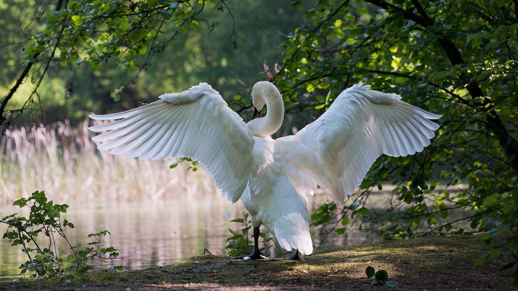 Heti angyalhoroszkóp