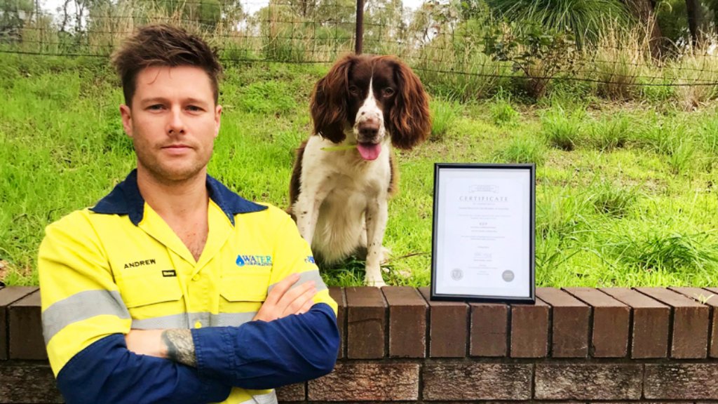 Kep, a csőrepedés-kiszagoló kutya