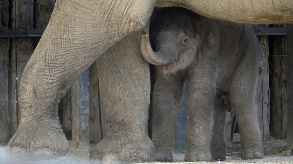 Budapest, 2021. május 1. Angele, a Fővárosi Állat- és Növénykert nőstény ázsiai elefántja egyhetes borjával kifutójukban 2021. május 1-jén.