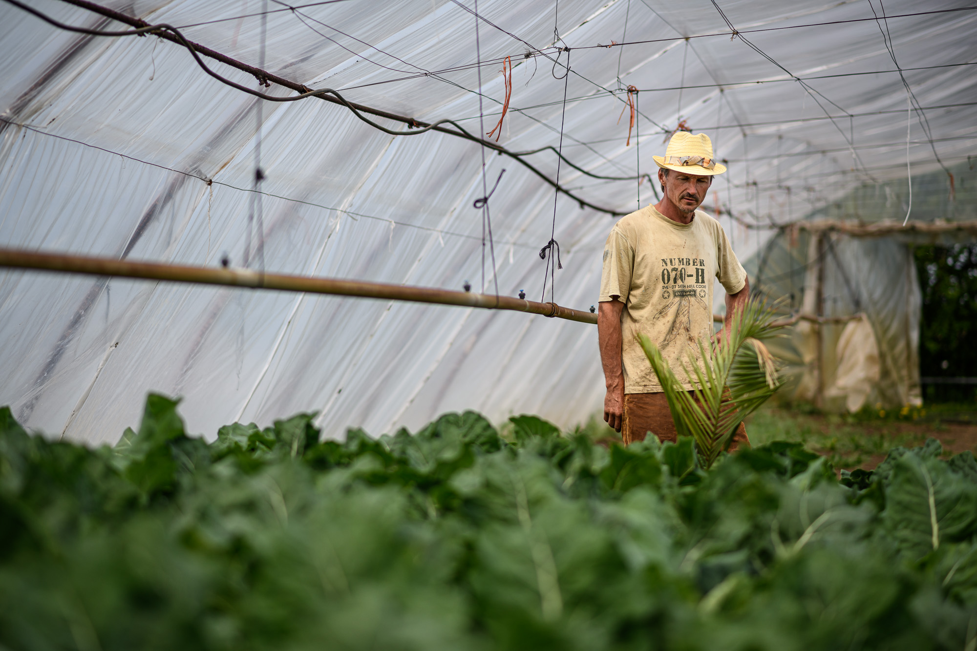 Szabó Csaba képzőművész, biokertész