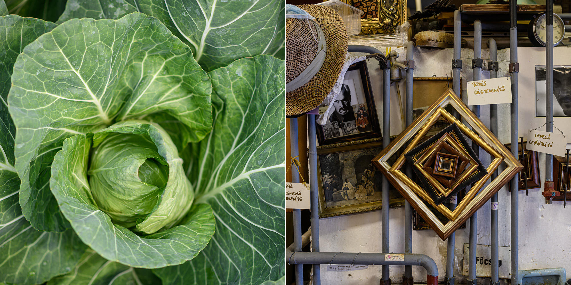 Szabó Csaba képzőművész, biokertész