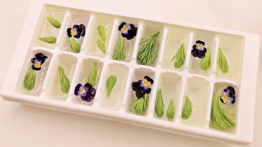 fenyőrügy jégkockában