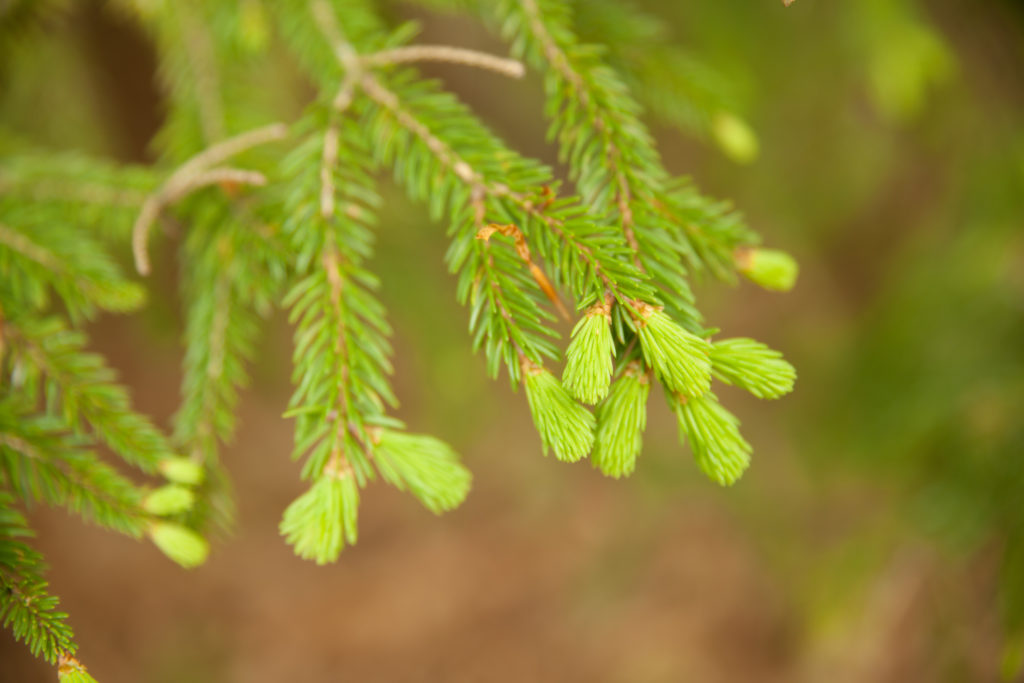 Kóstoltál már fenyőrügyet? Akkor itt az idő!