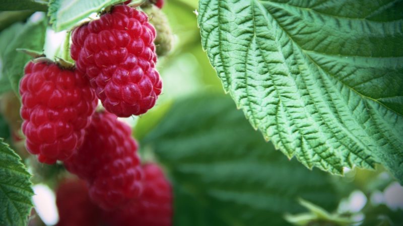 Málnabokor metszése, gondozása