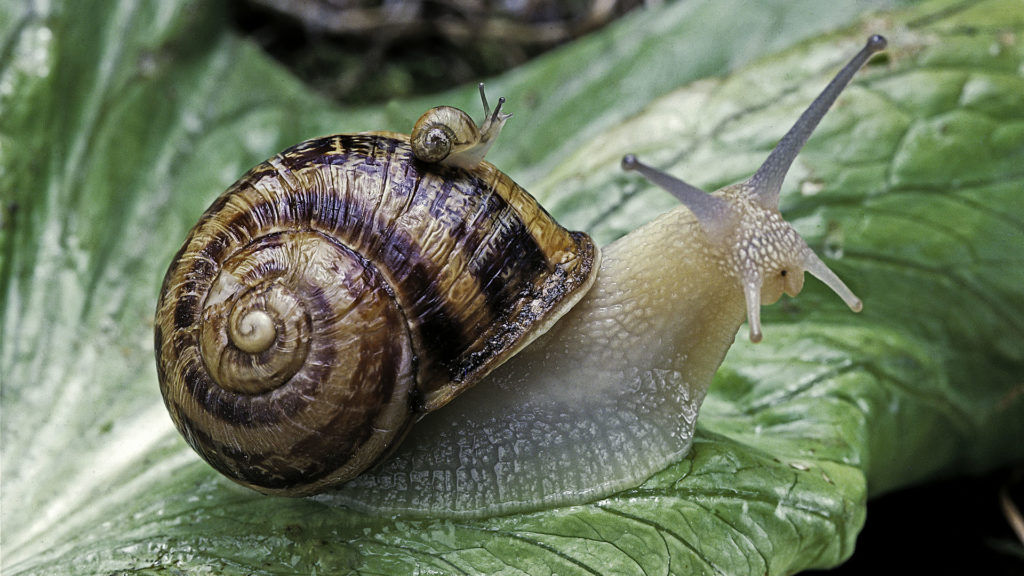 Csiganyálkából készült szappan tarolhatja le Európát