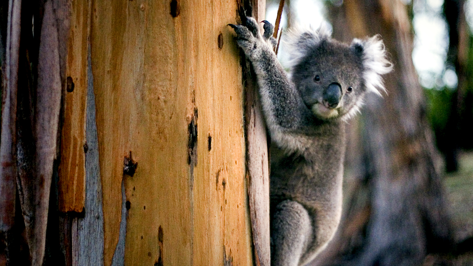 TEsti épségét is kockáztatta a koalamentő férfi
