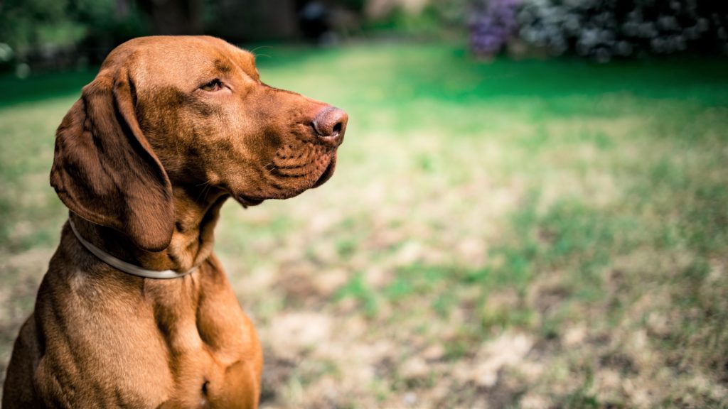 Vizsla