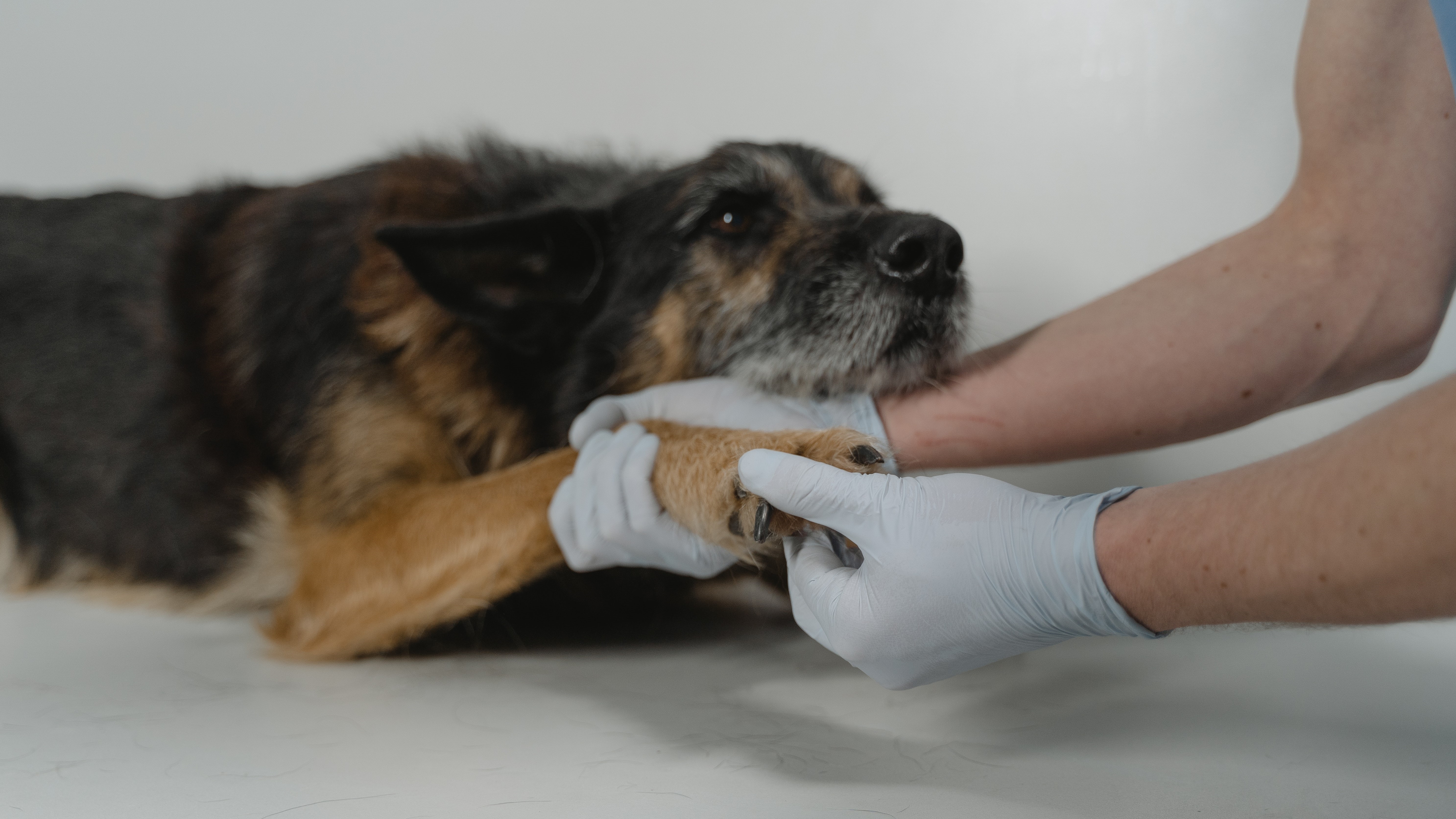 Kutya állatorvosnál