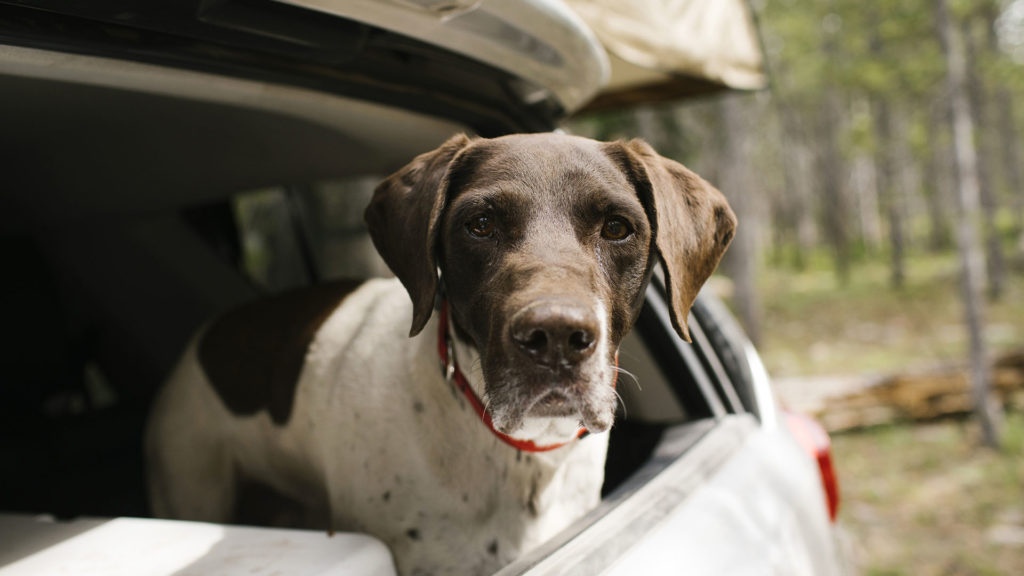 A róla szóló riport közben került elő az elveszett kutya