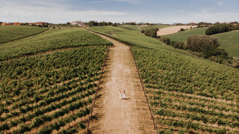 Szőlős Bologna mellett