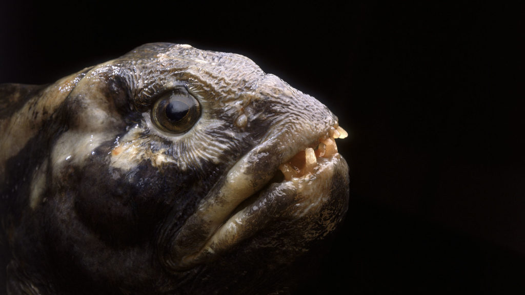 Rémisztő halakról készít fotókat a tengeri halász