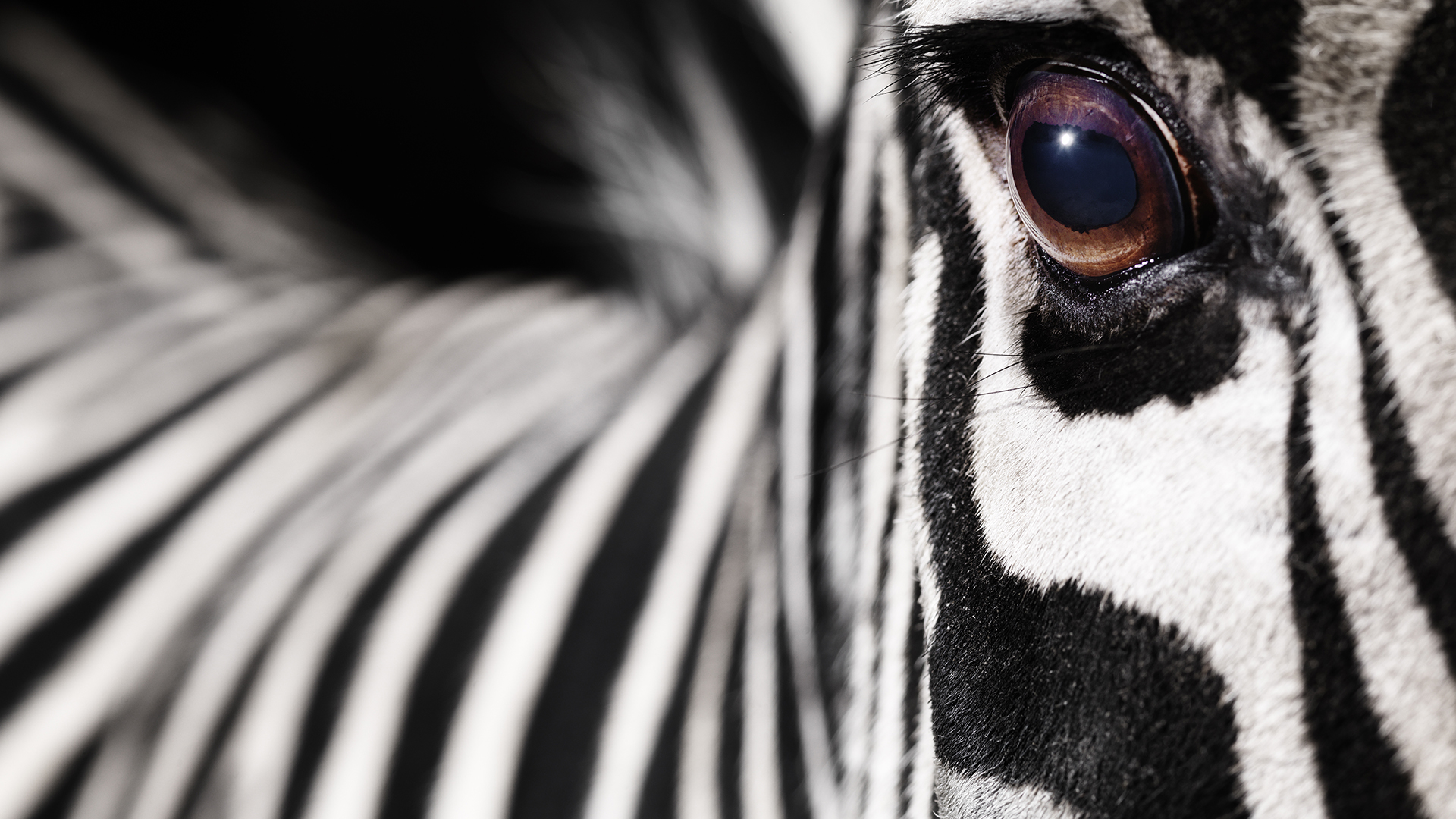 Zebra ügetett egy amerikai autópályán