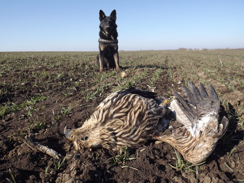 Falco a méreg- és tetemkereső kutya (Fotó: Deák Gábor)