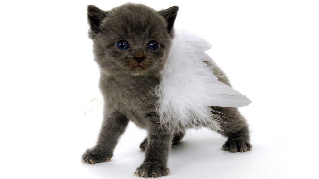 Heti angyalhoroszkóp