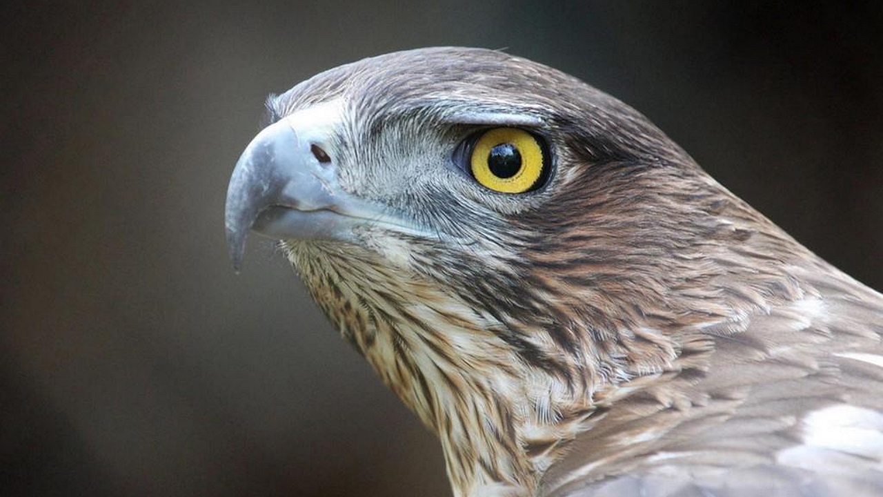 Különleges és ritka madár jelent meg Somogyban