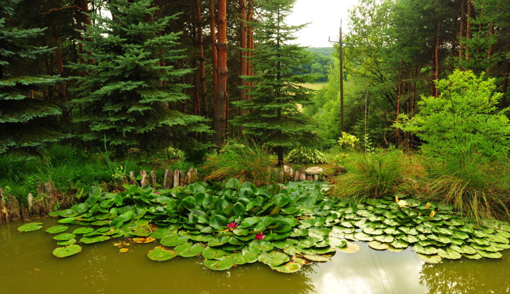 Kis tó tavirózsákkal a Kétvölgy Vendégháznál 2012-ben. 