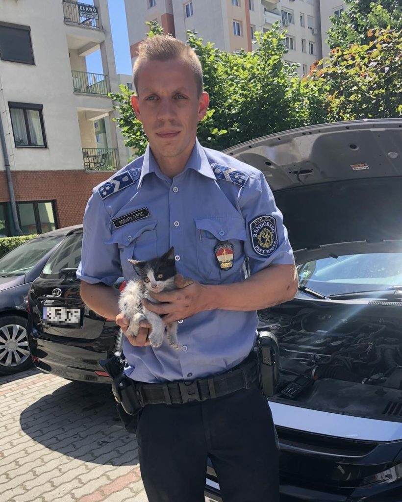 Kismacskát mentett a rendőr.