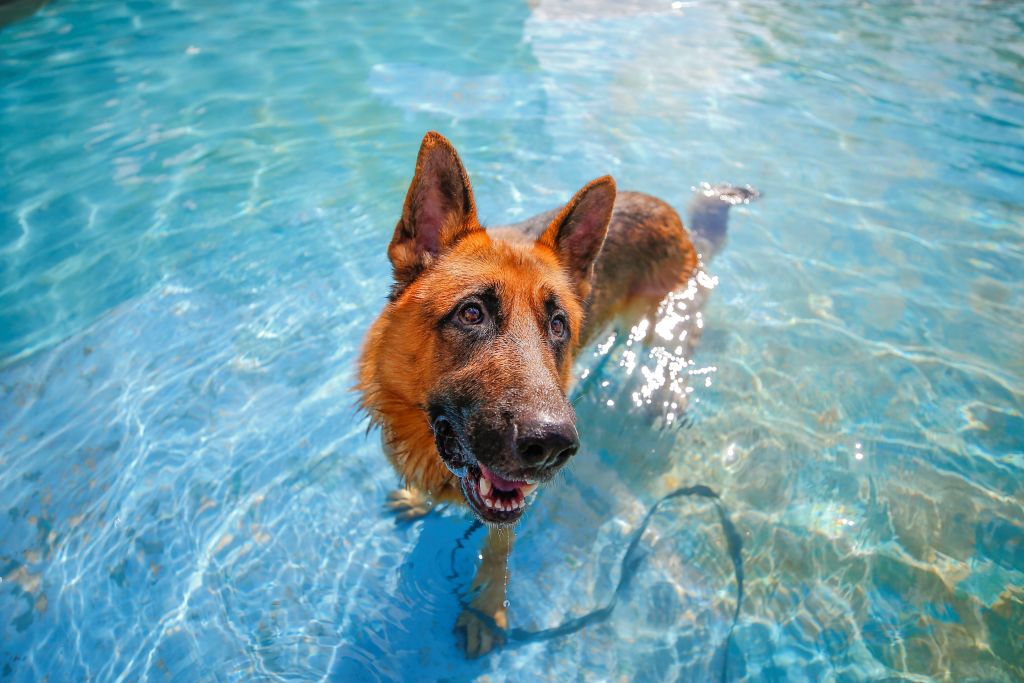 hőség kánikula kutya