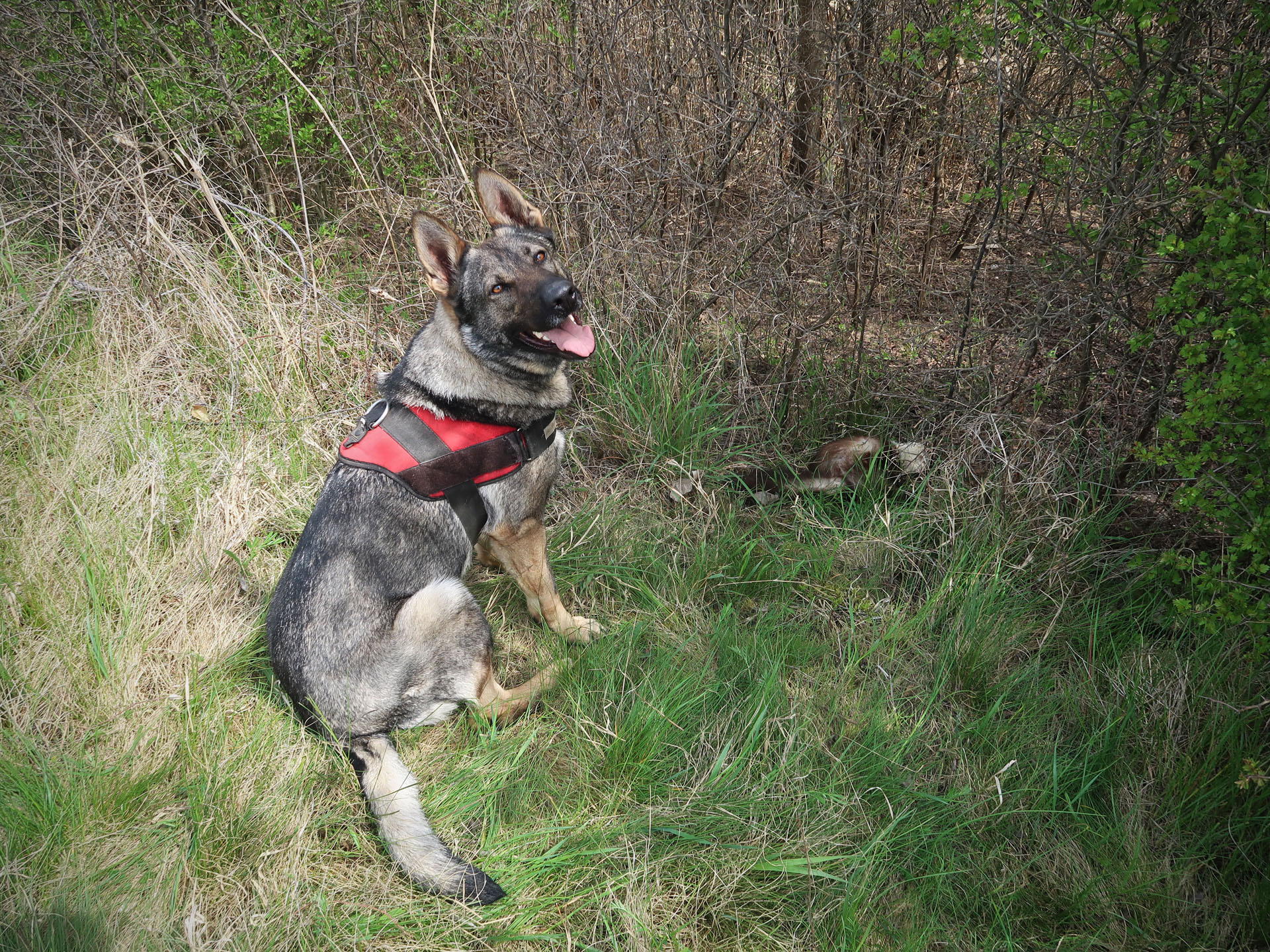 Így dolgoznak az MME méreg- és tetemkereső kutyái