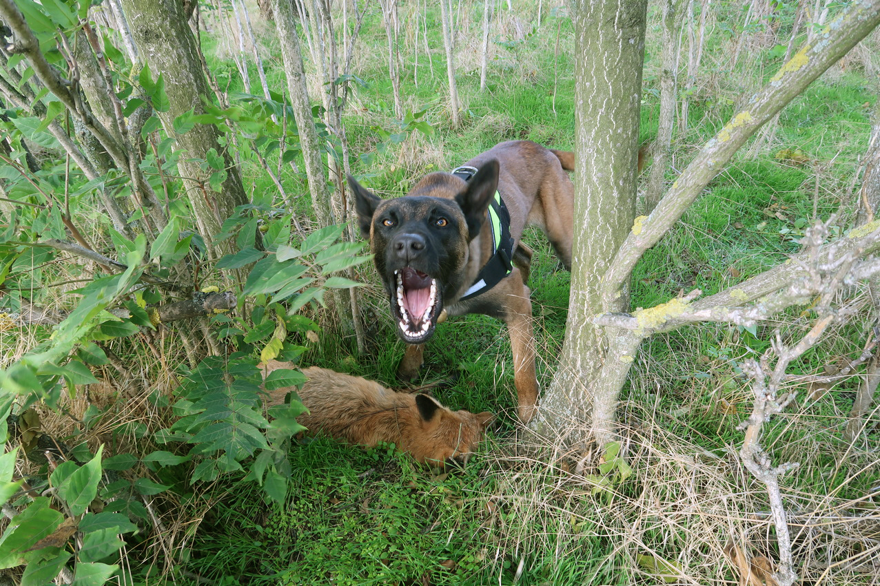 Így dolgoznak az MME méreg- és tetemkereső kutyái