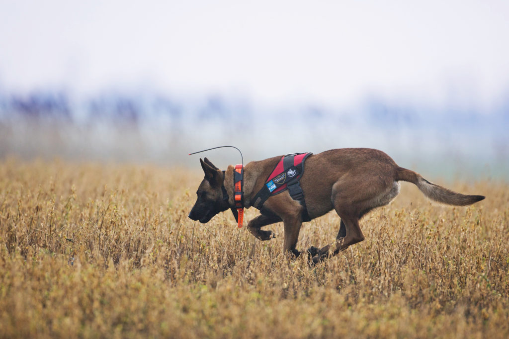 Carlo, a belga juhász (Fotó: Jakab Sándor)