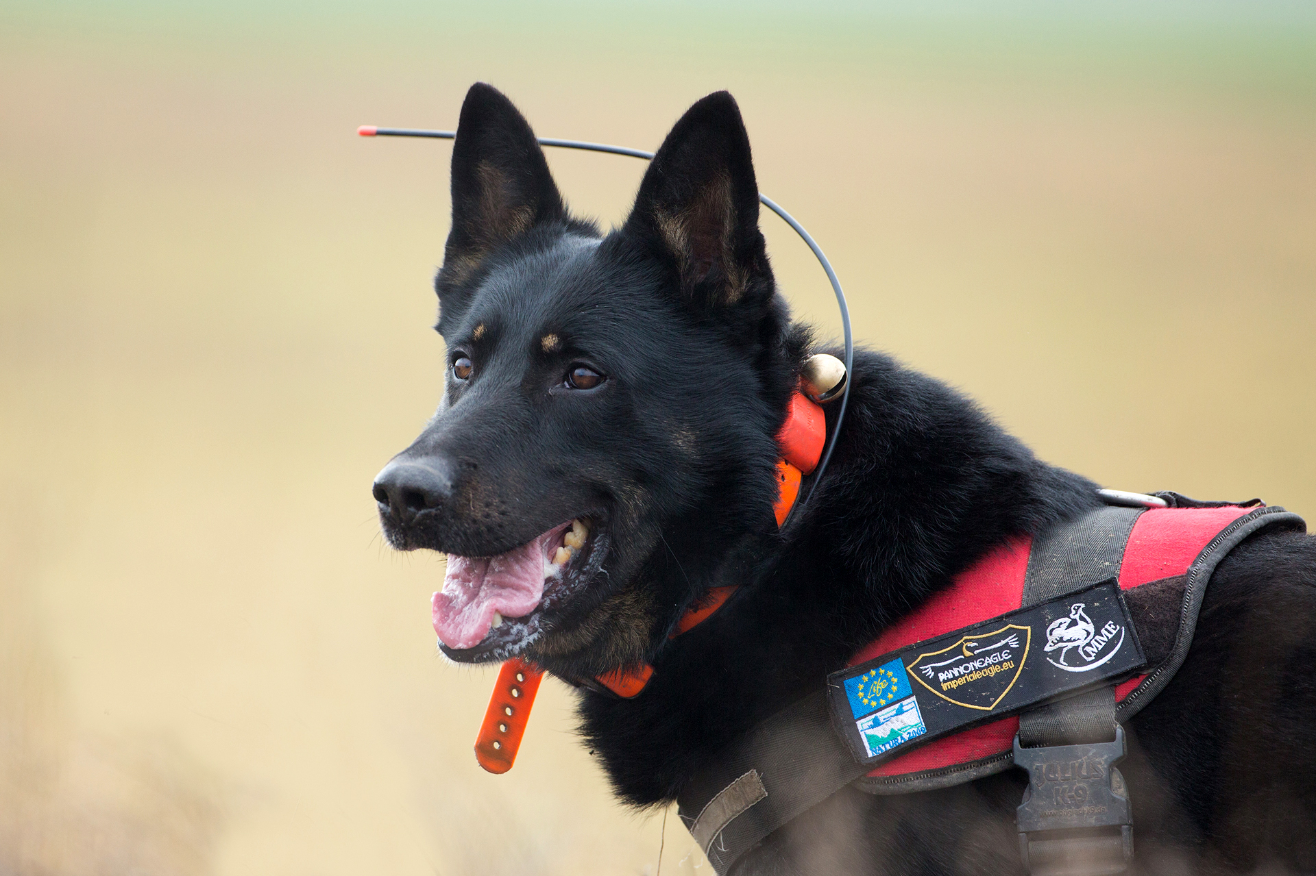 Így dolgoznak az MME méreg- és tetemkereső kutyái