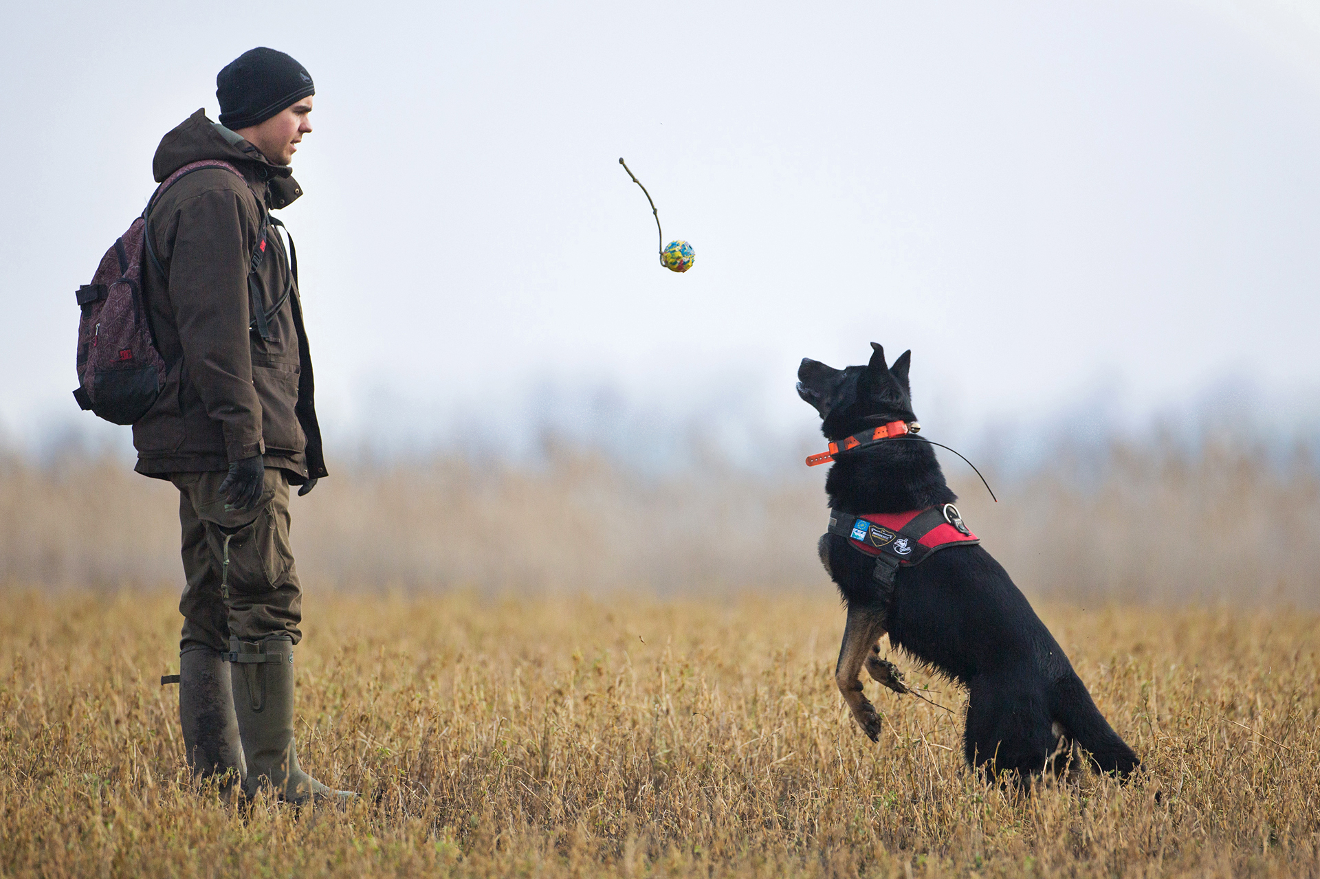 Így dolgoznak az MME méreg- és tetemkereső kutyái