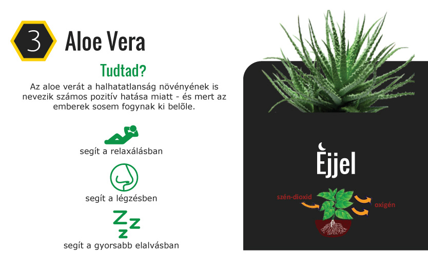 9 növény, ami segíti a jó alvást