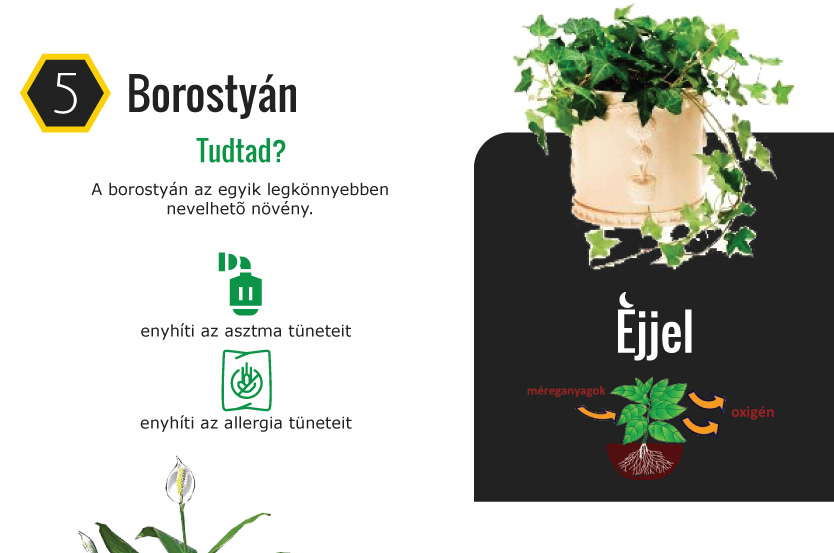 9 növény, ami segíti a jó alvást