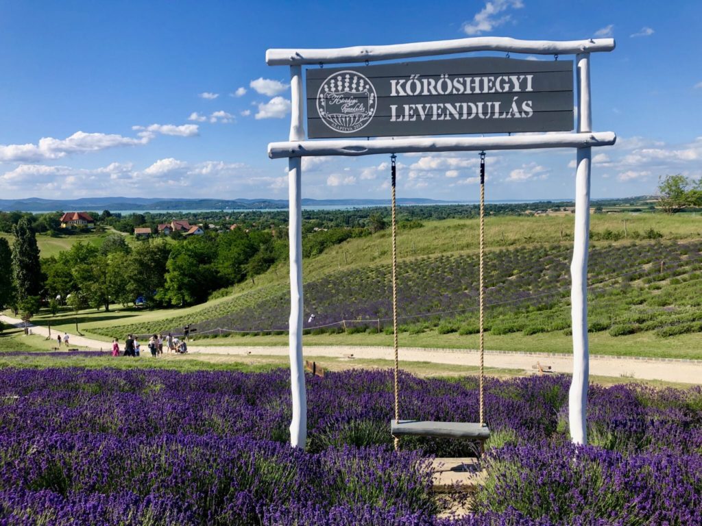 Kőröshegyi levendulás