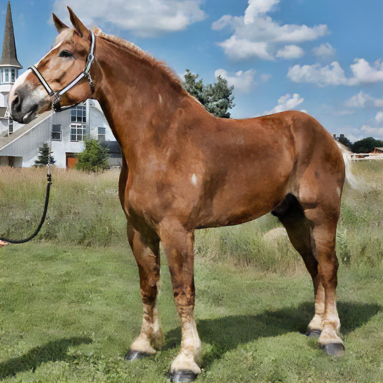 Big Jake, a világ legmagasabb lova
