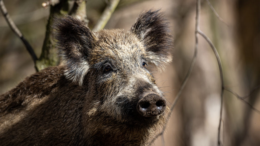 Vaddisznók tartják rettegésben a balatoni várost