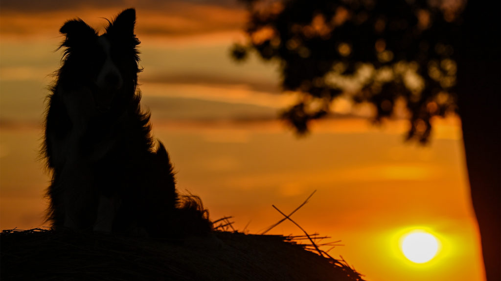 Búcsúzik az internet a bújócskázó kutyustól