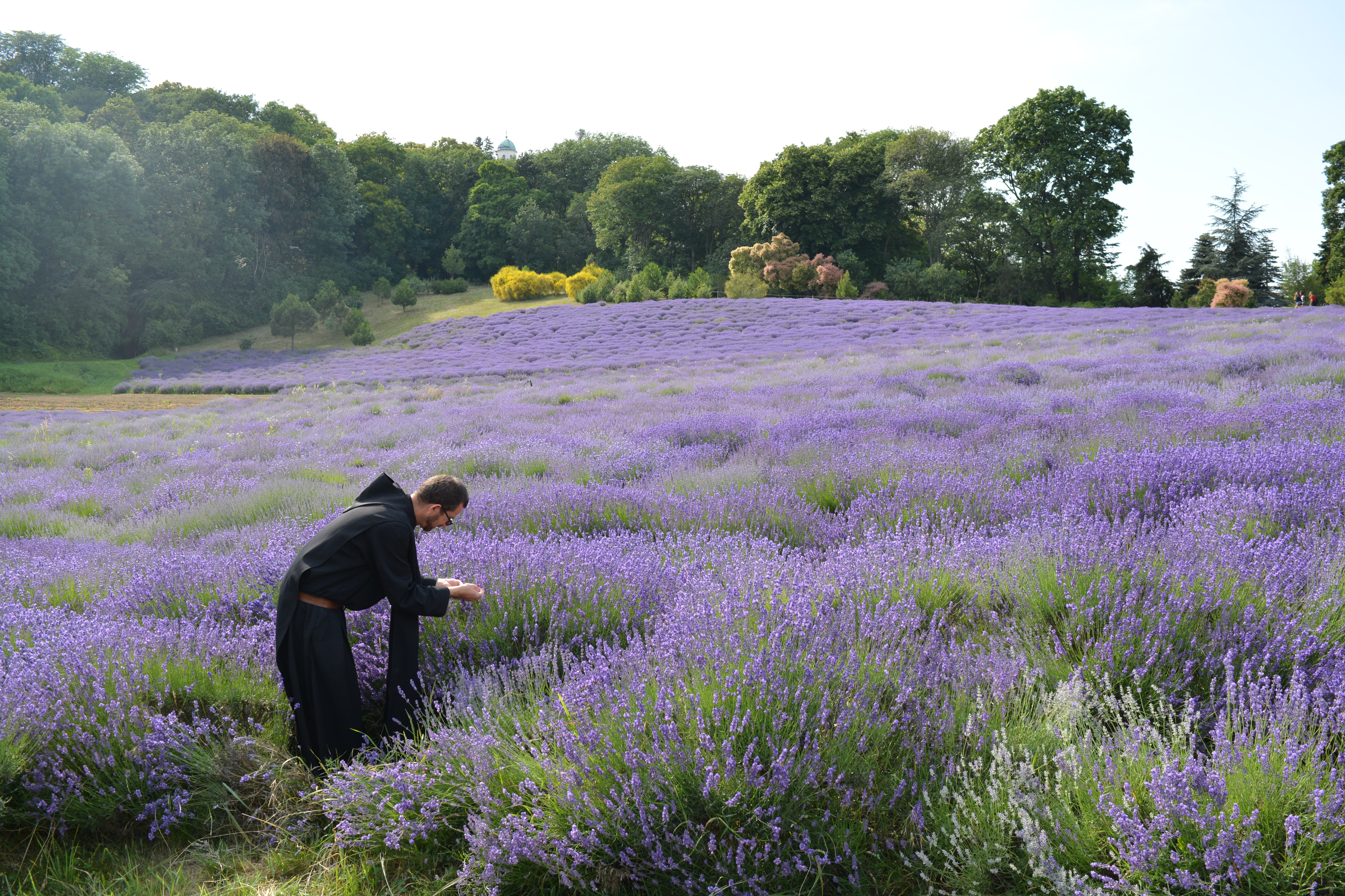 Levendulamező Pannonhalmán