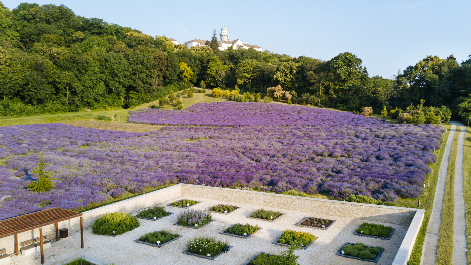 Pannonhalma levendulás