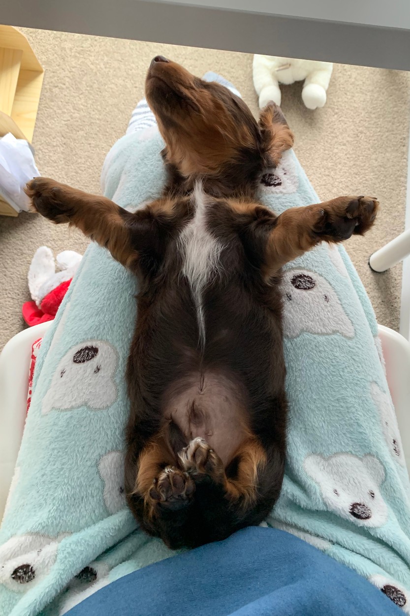 Egy igazi Spa kutyus (fotó: Profimédia)