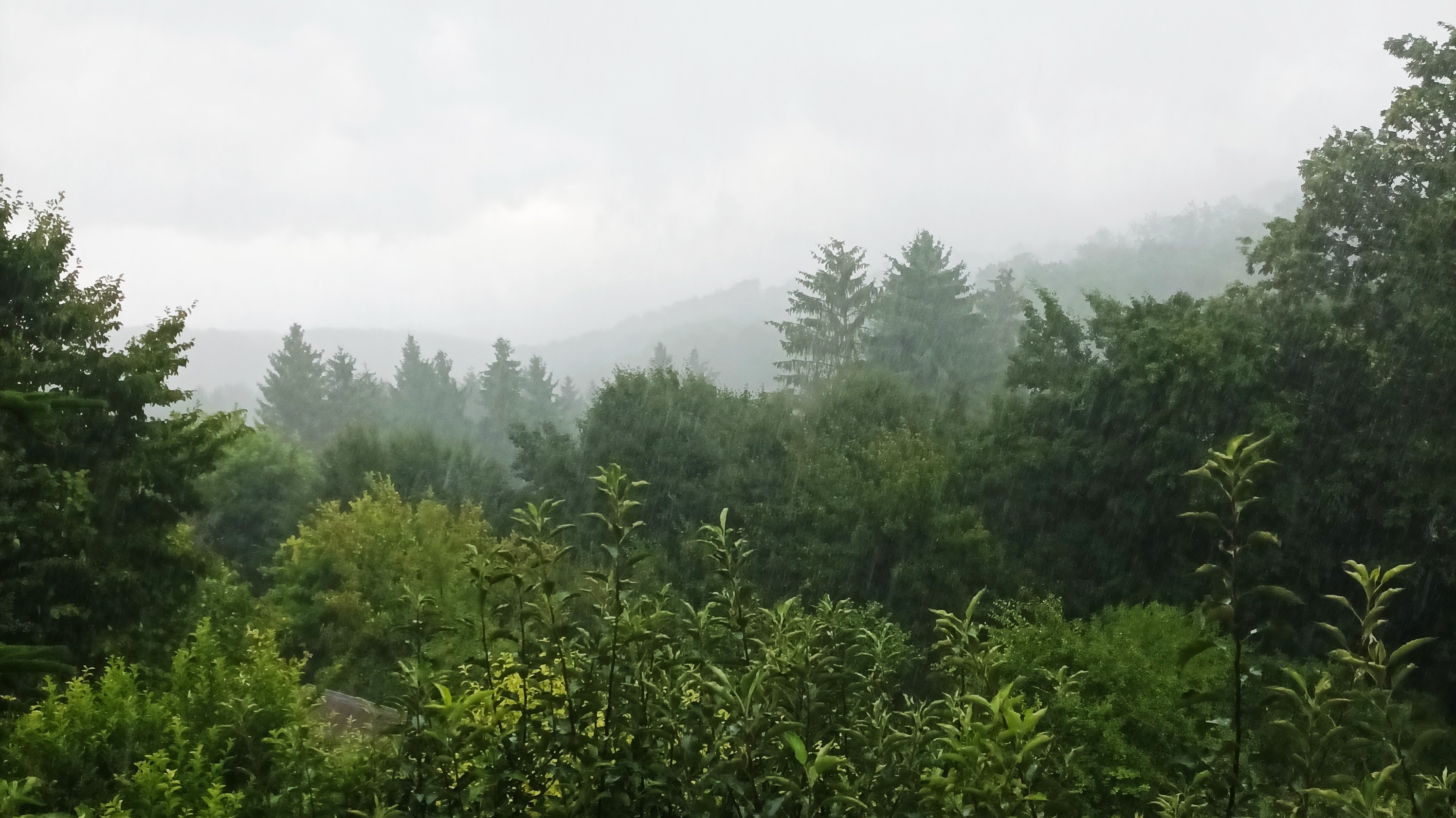 xaomi, telefon, kamera